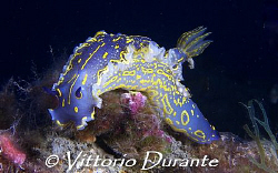 Nudi on wreck of Laura C by Vittorio Durante 